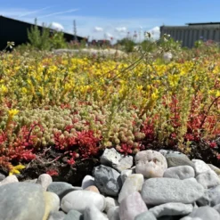 Daktuin Beezzz 'n Bio Daktuinpakket -Tuin Diep Verkoop beezzz n bio daktuinpakket 2048x1536 62861f3157785 l