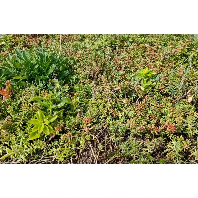 Daktuin Sedumtray Wildflower (per M²) 2 Daktuin Sedumtray Wildflower (per M²) - Afbeelding 2