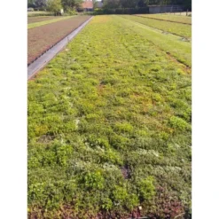 Daktuin Sedumtray Wildflower (per M²) 5 Daktuin Sedumtray Wildflower (per M²) -Tuin Diep Verkoop daktuin sedumtray wildflower per m 800x800 6287455890b51 l