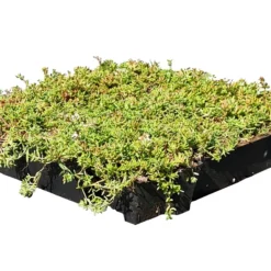 Daktuin Sedumtray Eco (per M²) -Tuin Diep Verkoop sedumtray eco per m 1400x900 62861f37e325b l